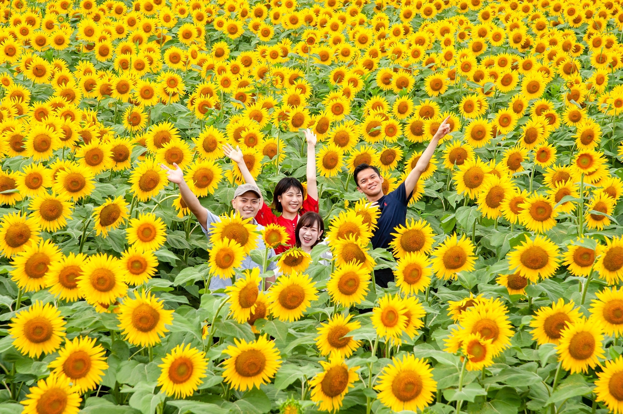 津南の夏の風物詩！約50万本が咲く一面黄色の絶景「津南ひまわり広場