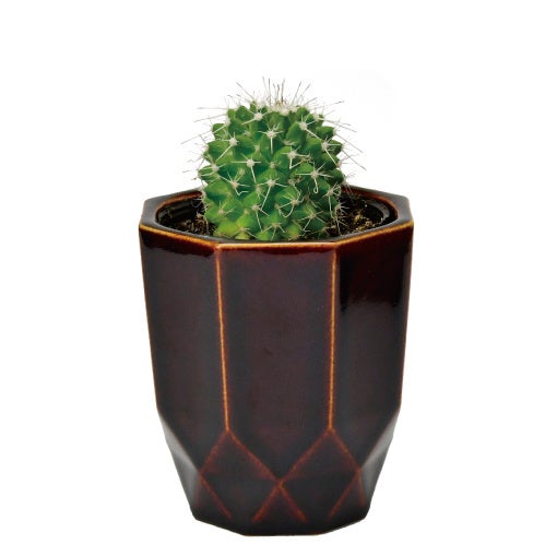 八角形の陶器でサボテンを種から育てる栽培キット「HACHIKAKU CACTUS