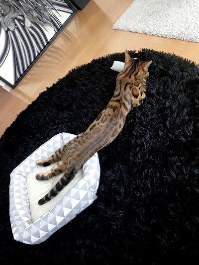 これはネコ？ それともニシキヘビ……？ 思いっきり伸びた猫ちゃんに