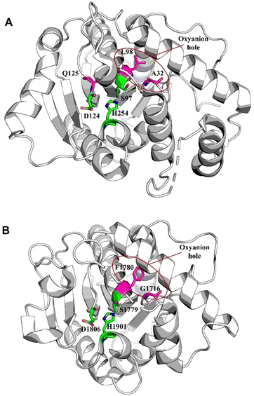 Cyclic natural product oligomers: diversity and (bio)synthesis of