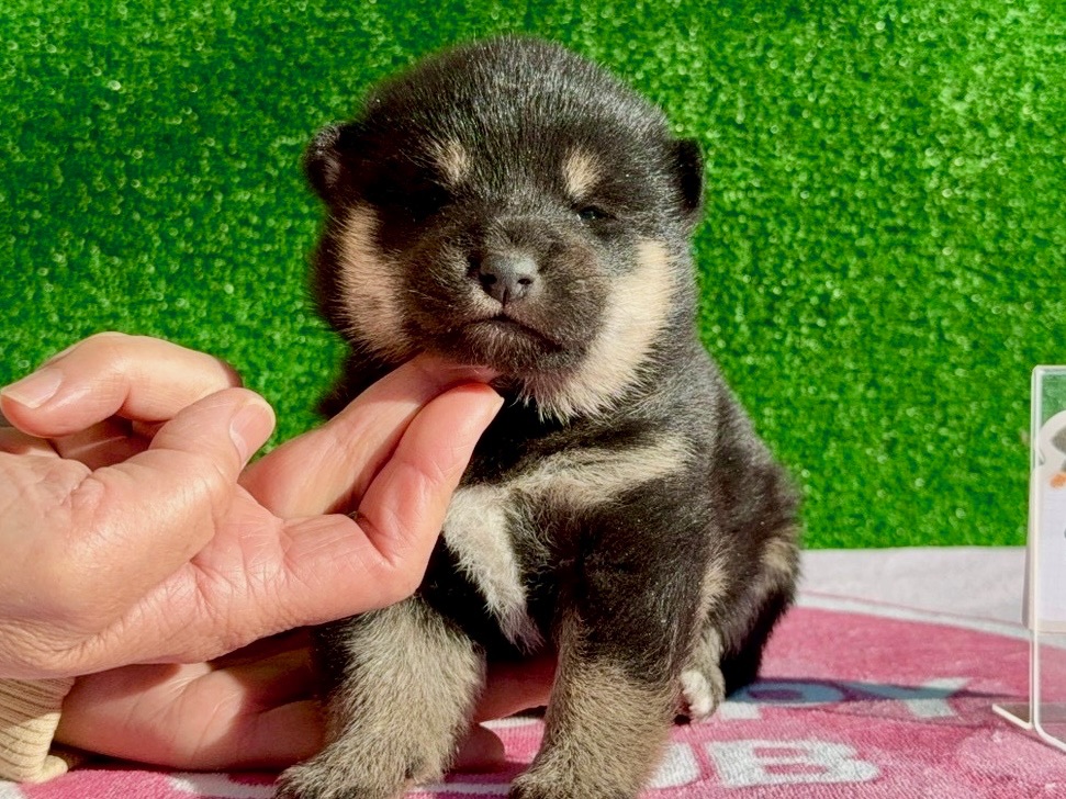子犬販売専門ペットショップPUPPY CLUB