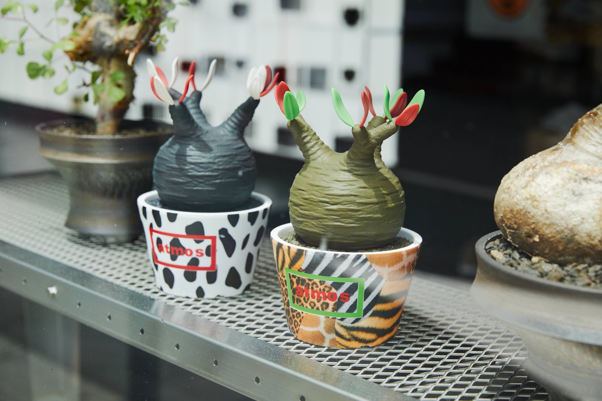 枯れない塊根植物のプランツフィギュア。アトモスとプランツショップ