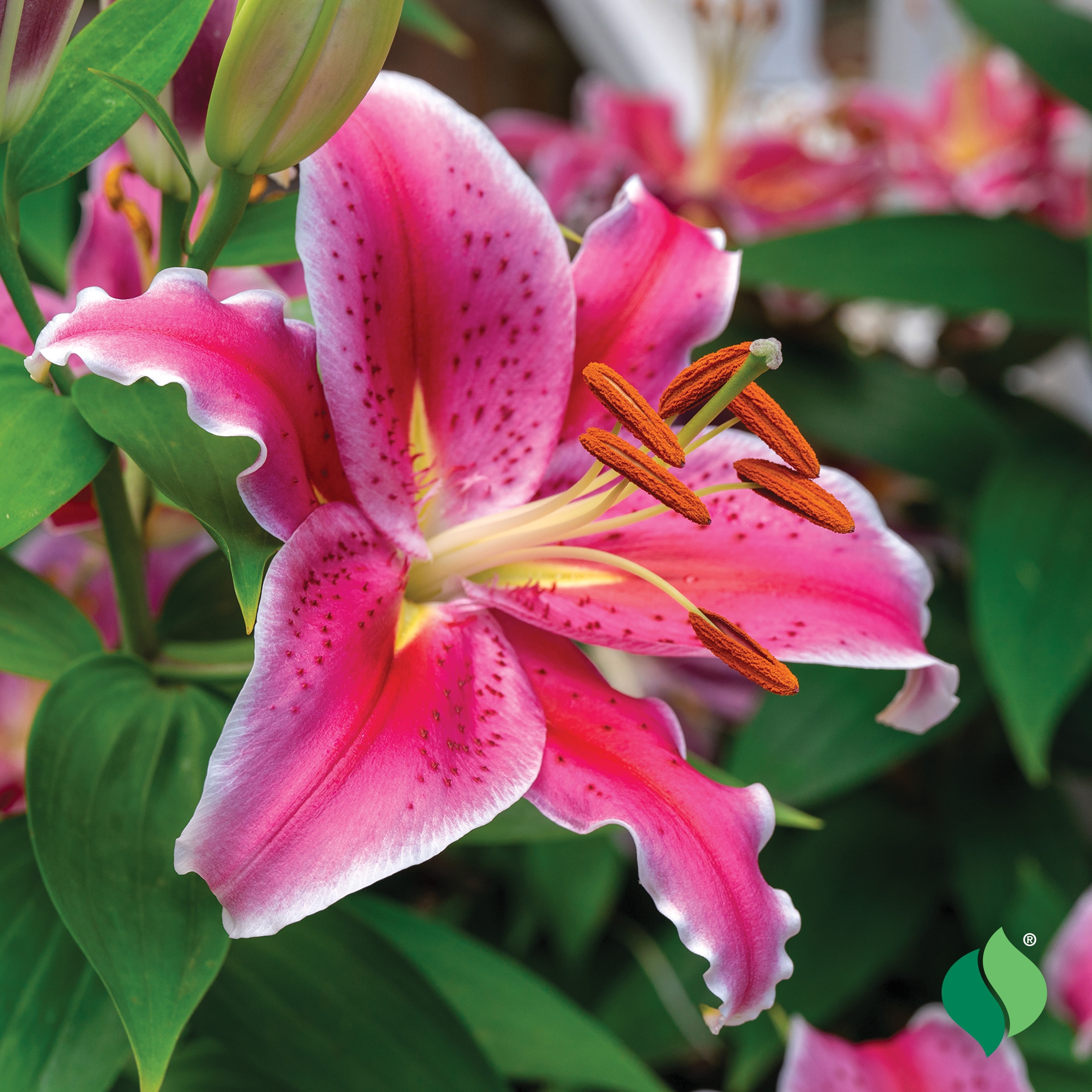 Hardy Oriental Lily, 'Stargazer' - DeGroot