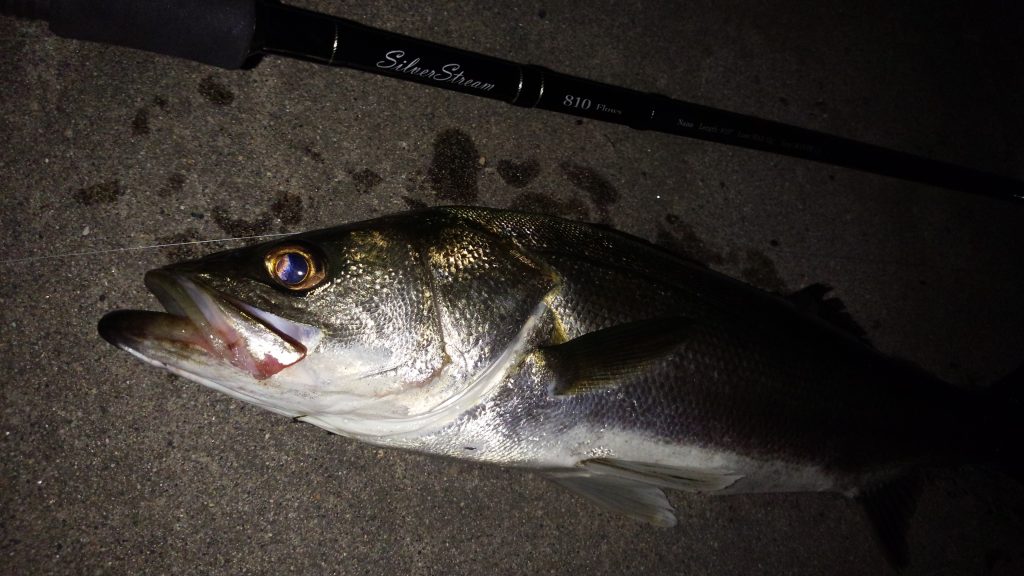 SilverStream 810 Flows」新潟・サーフ＆湾奥シーバス | リップル