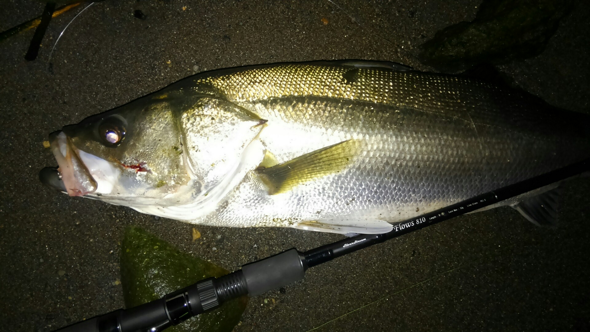SilverStream Flows 810 シーバス・釣果報告 | リップルフィッシャー