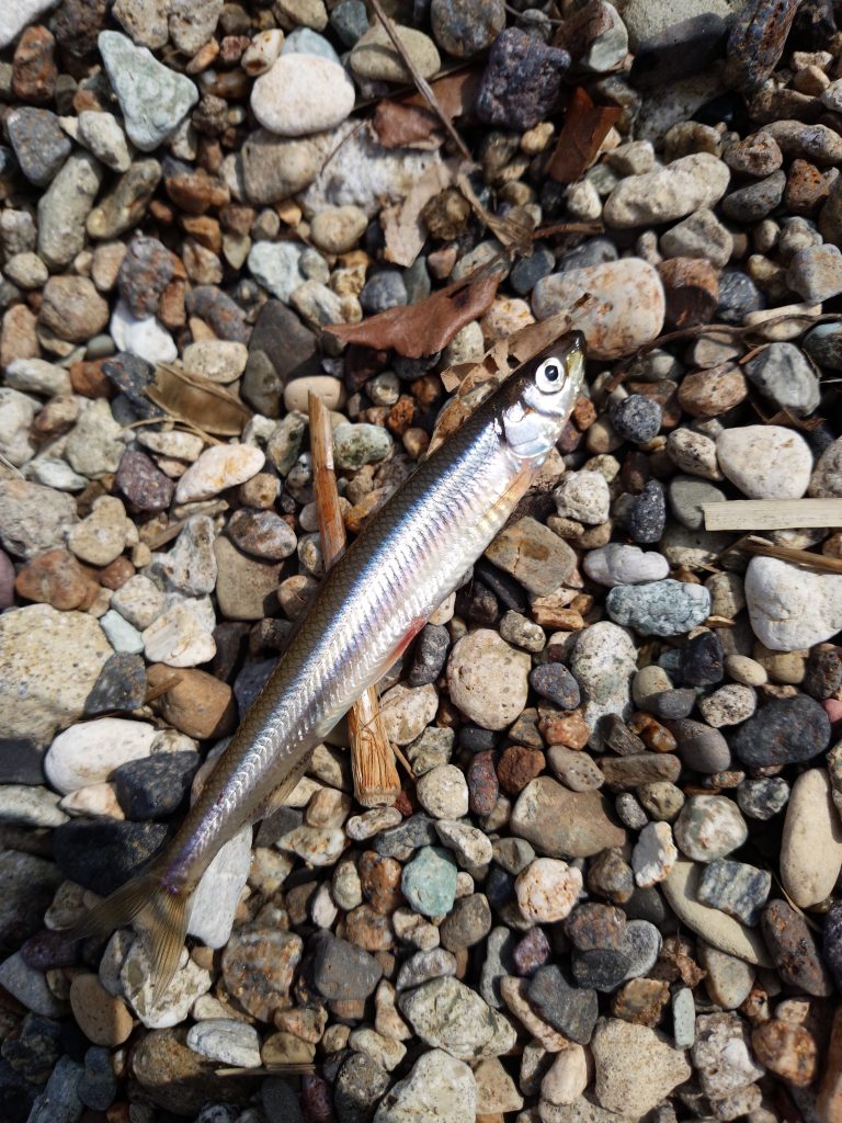 SilverStream 103 Flows nano 大岩魚 釣果報告。 | リップル