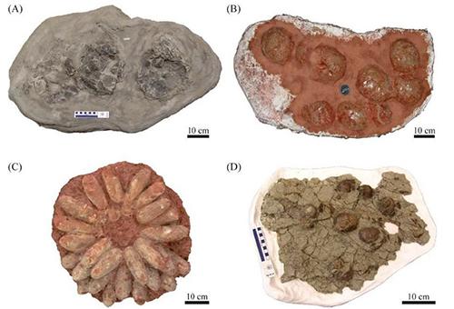 寒い地域の恐竜たちが卵をかえすには、「発酵熱」を使う方法があっ