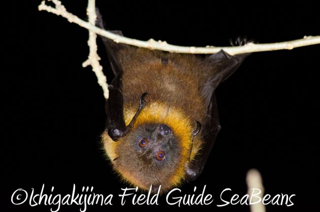 石垣島のコウモリ。Ishigaki Island Bats.