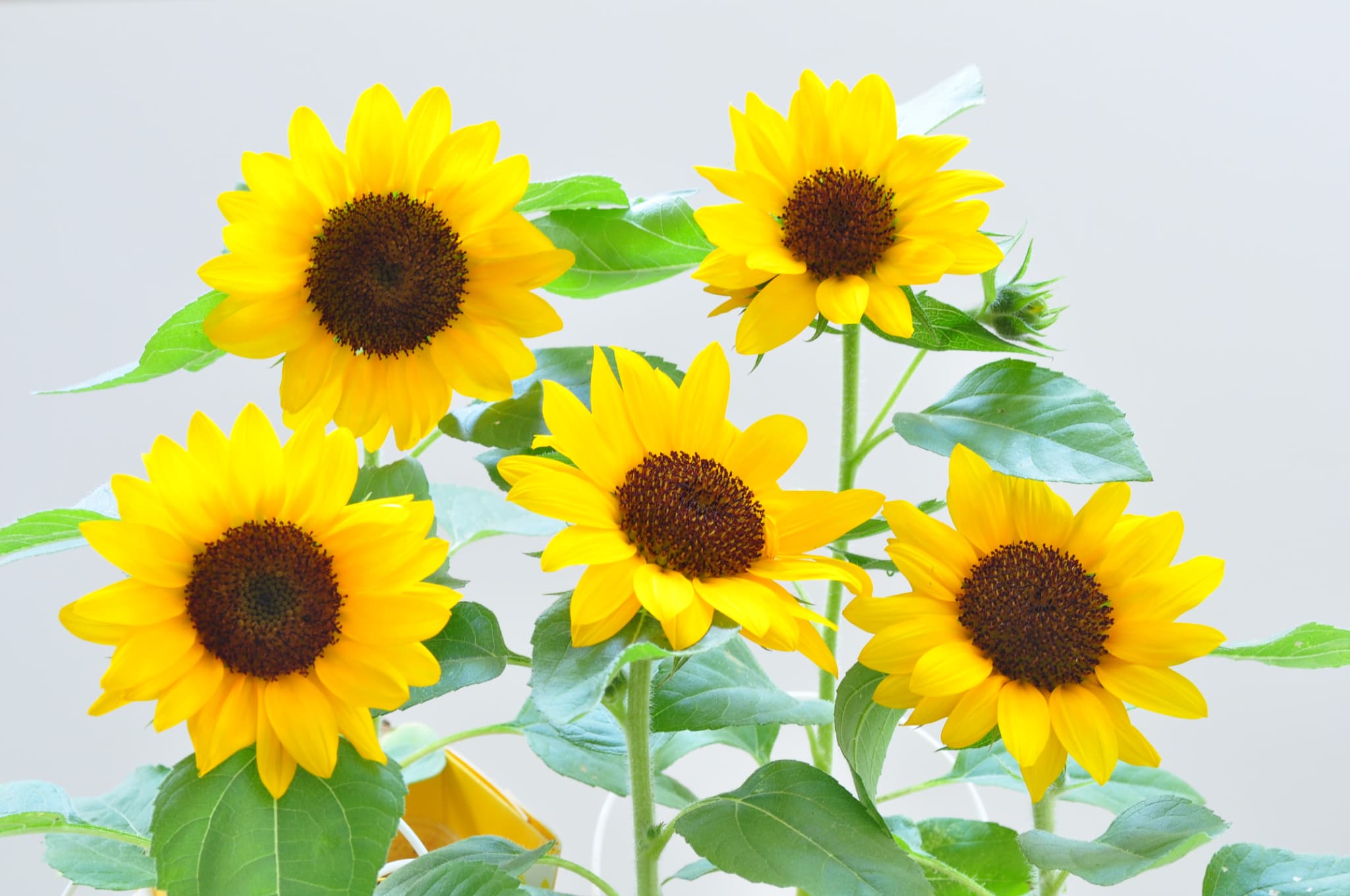 ENJOY PLANTER FLOWER エンジョイプランターフラワー