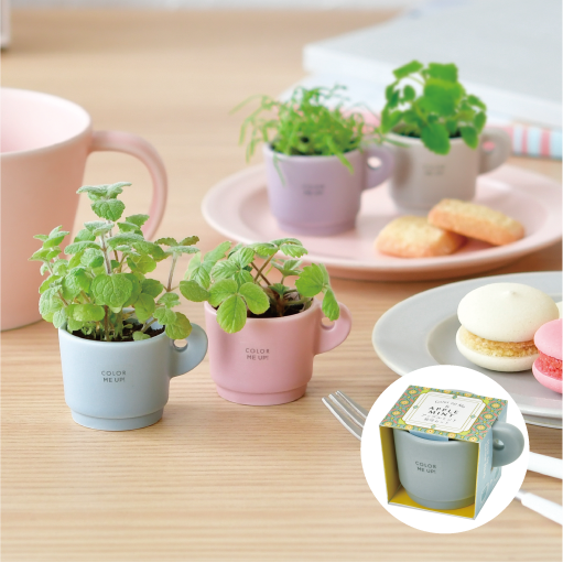 Color me up MUG - 聖新陶芸株式会社｜栽培キットの企画・製造・販売