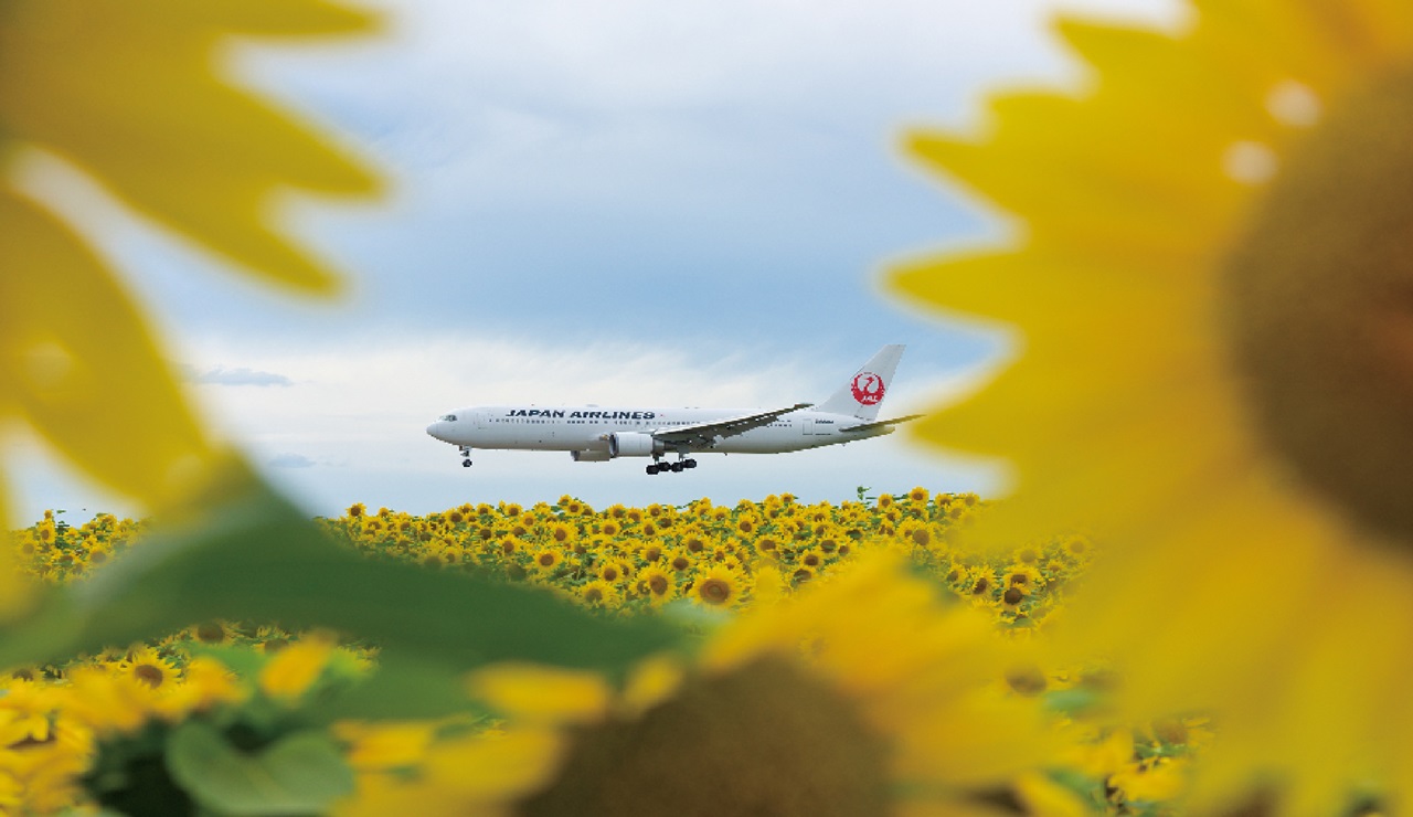 飛行機ファン必見！珠玉の100枚が楽しめるJALグループ機ポストカード