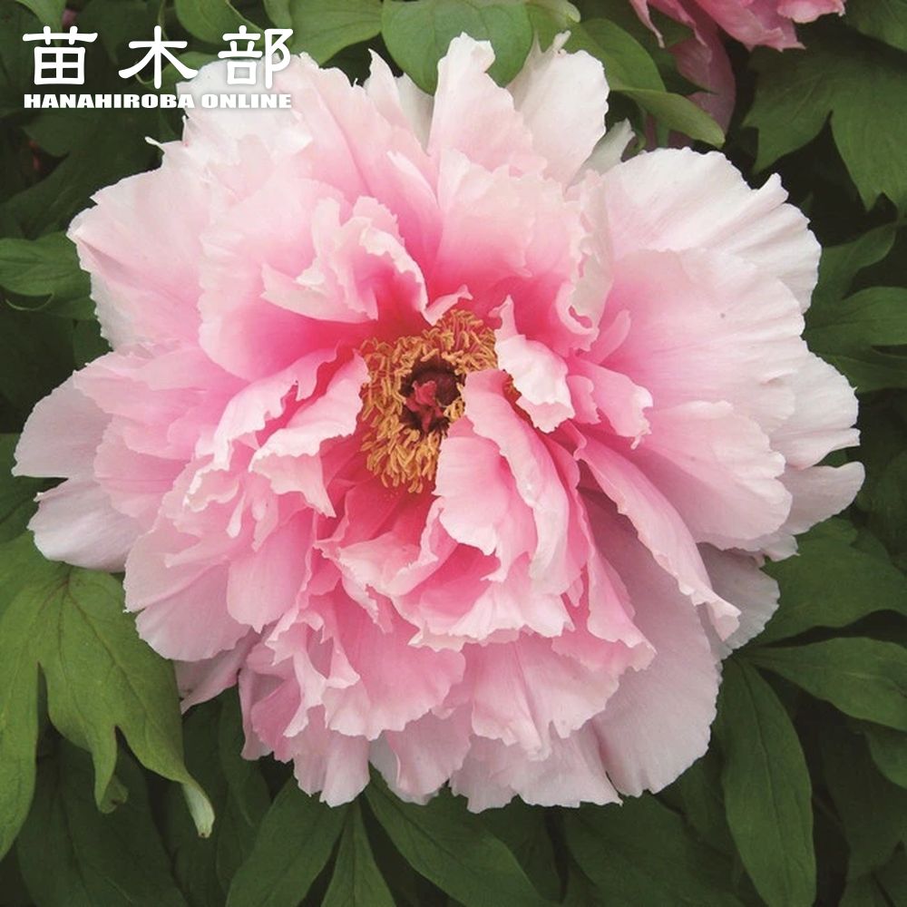 楽天市場】【牡丹】 （紅色） 新島の輝 2年生 6号スリット鉢植え