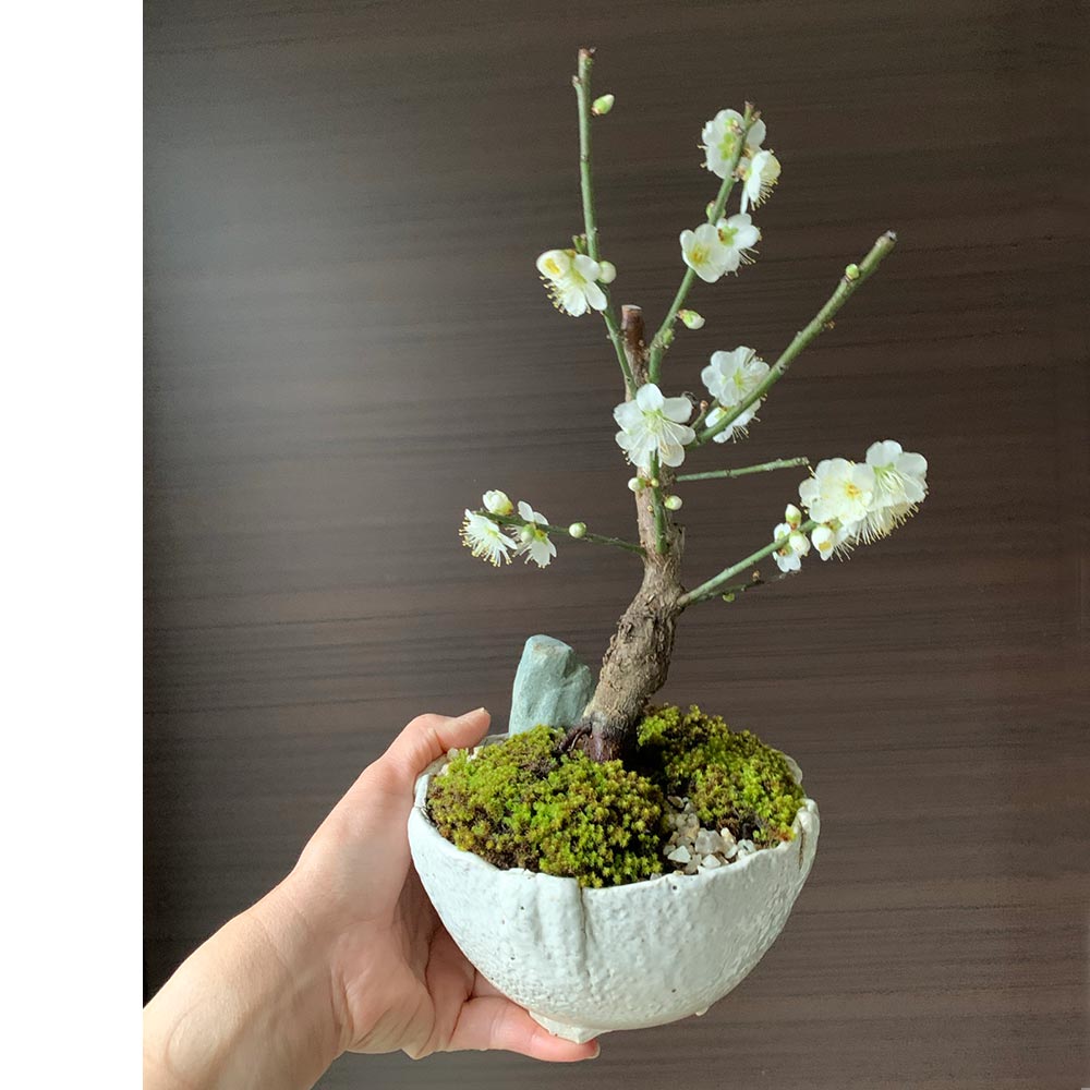 白梅盆栽 万古白深鉢 盆栽 ぼんさい ボンサイ bonsai bonsaiart ミニ