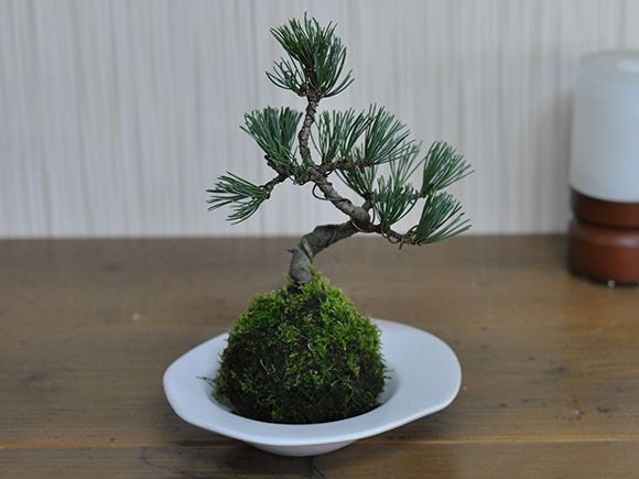 五葉松の苔玉 盆栽 ミニ盆栽 bonsai ボンサイ ぼんさい 小品 誕生日