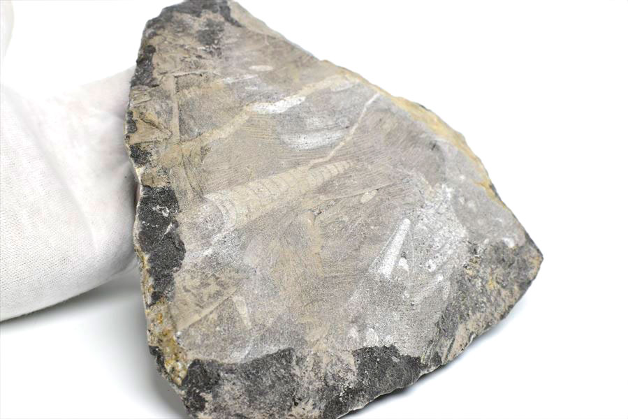 オルソセラス 直角貝 化石 プレート（約1061.5g）スタンド付き