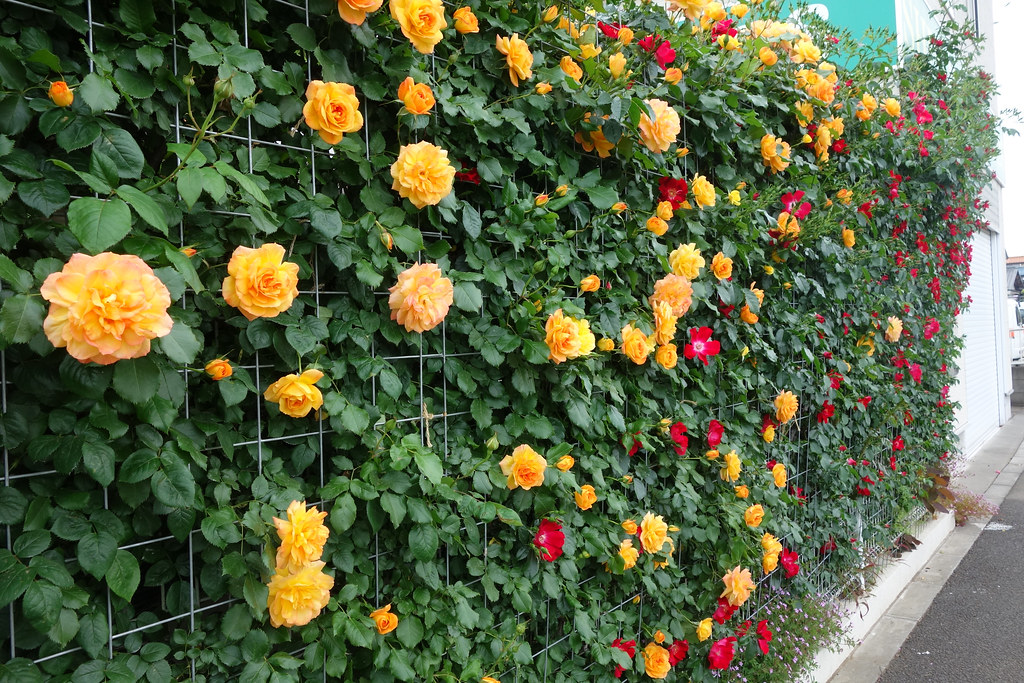 園主おすすめのつるバラ！サハラ'98の育て方 ～お庭に華やぎを～初心者