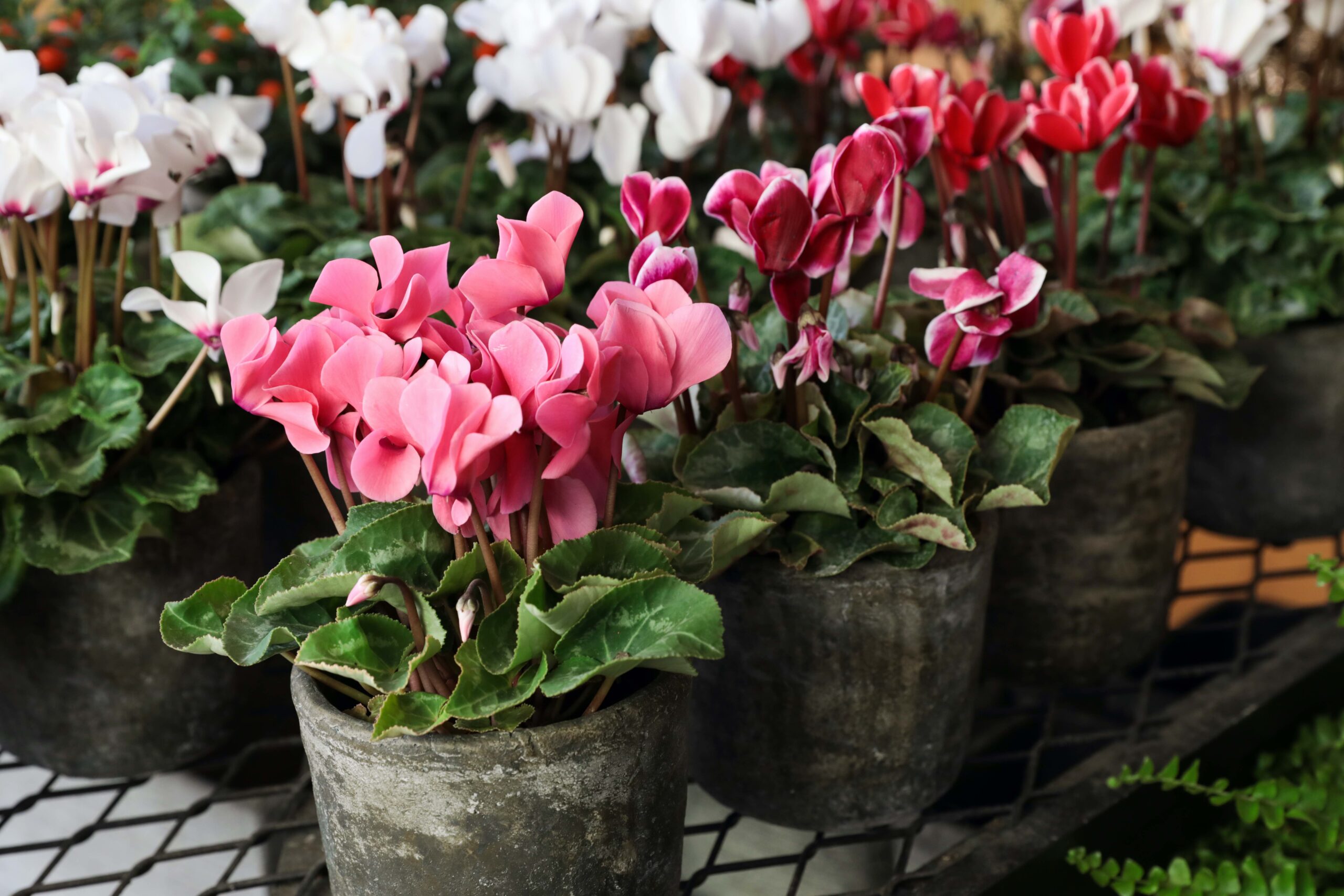 5 Flowers To Grow In Your Apartment This Spring - NYC Luxury
