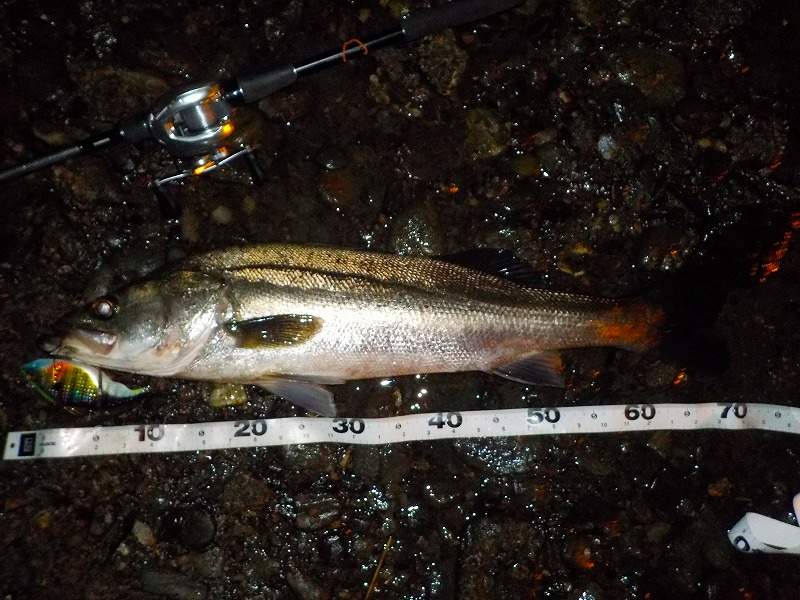 シマノ】18ディアルーナB76MHのインプレ シーバスビッグベイトに最適