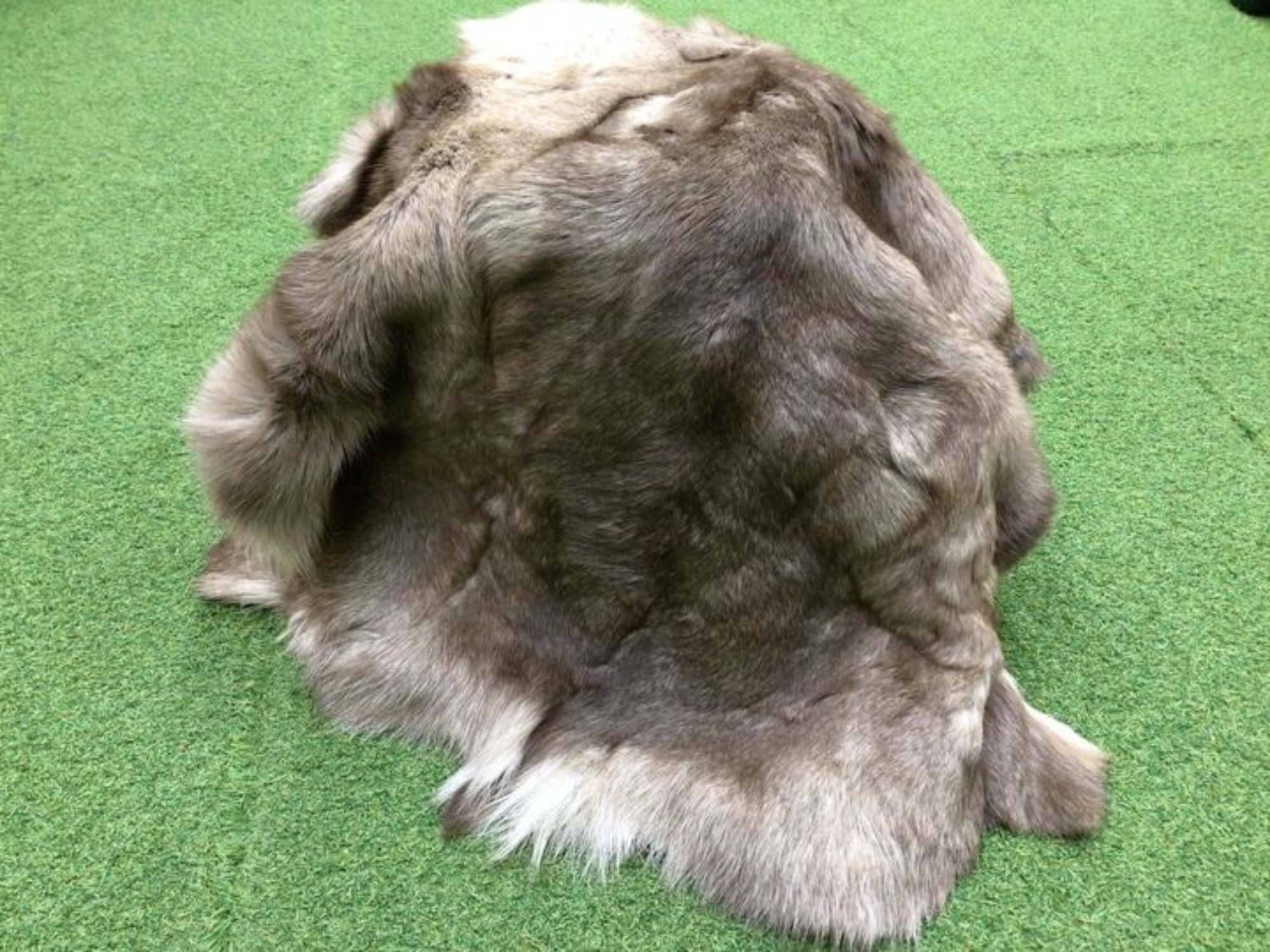 入手困難】DALUMダーラムからトナカイファーの入荷！[2024.06.07発行