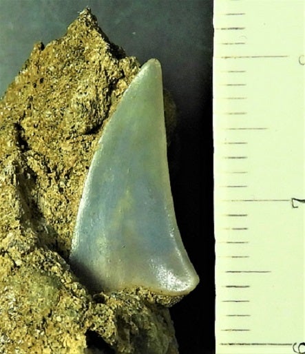 関野鼻のサメ ホホジロザメ属のハスタリスの歯化石 | kulif 化石 富貴