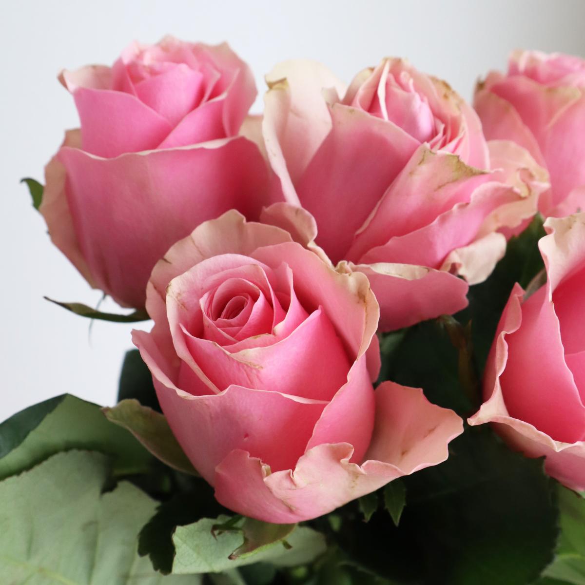 生花】ケニアローズ セレブ (ピンク) 50cm～ 【早締切-74】 - 花材通販