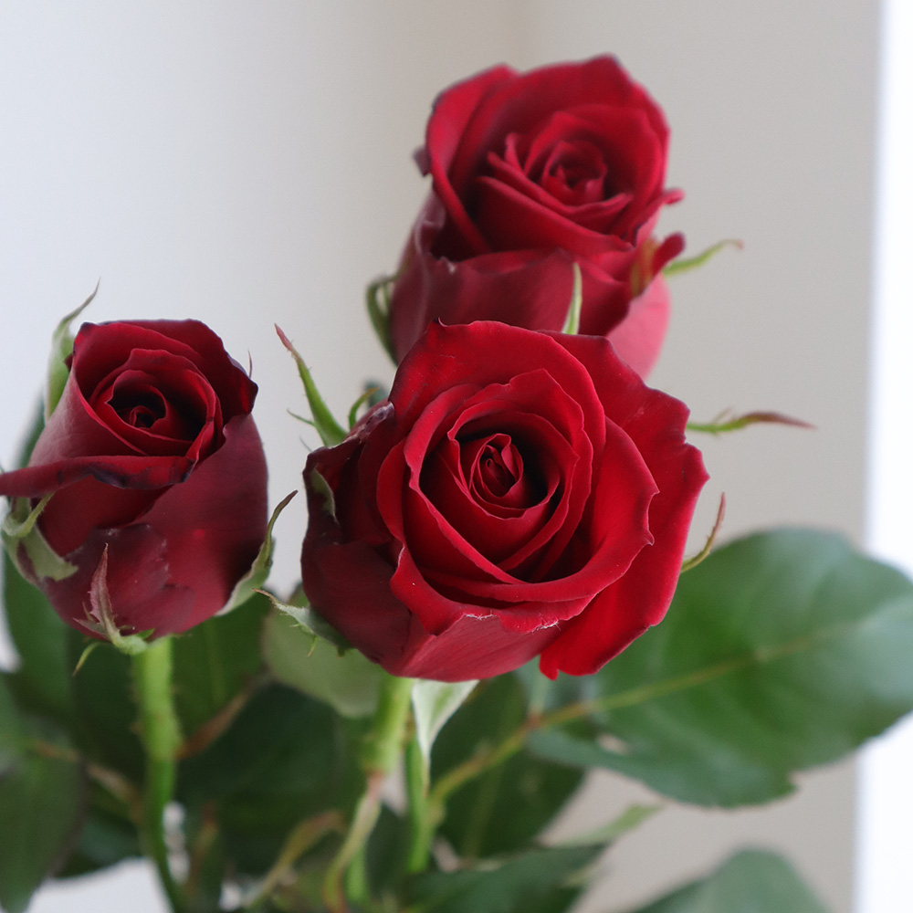 生花】バラ サムライ(赤)【OT】 - 花材通販はなどんやアソシエ