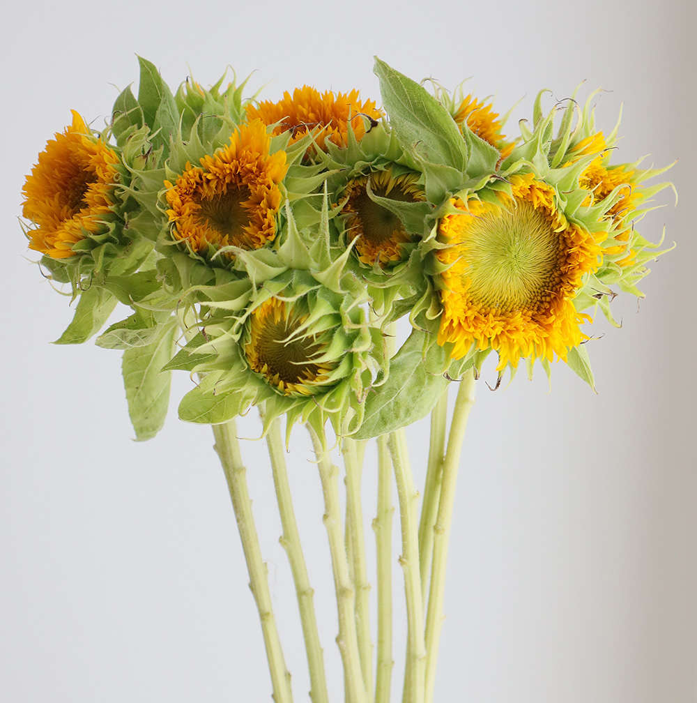 直前】ヒマワリ マヤダブル、東北八重など(オレンジ八重系)7～10cm前後