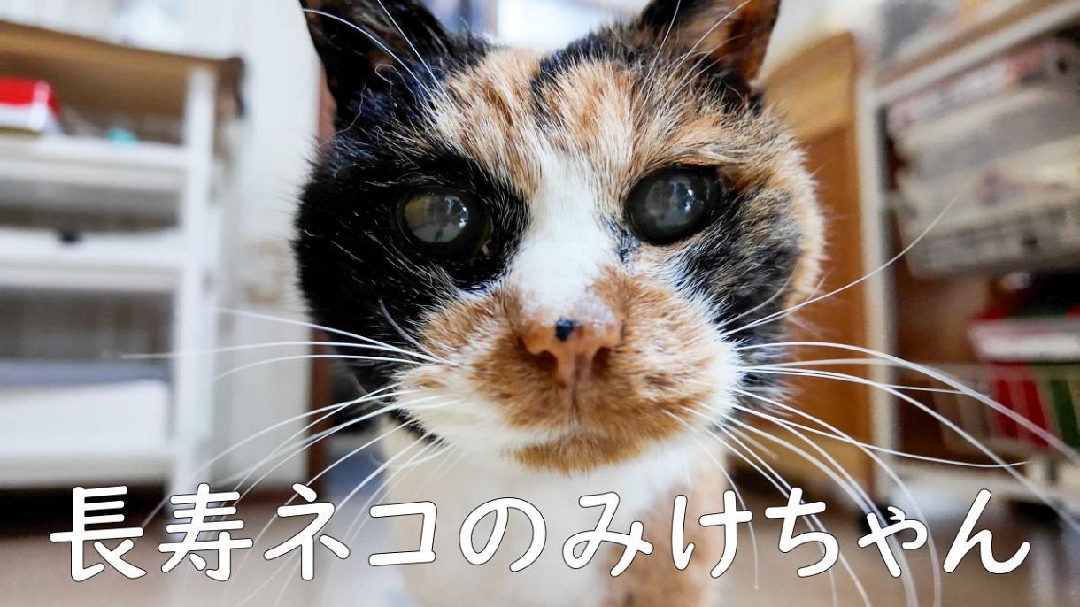 動画】人間だと116歳 三重・松阪市の超長寿ネコ「みけちゃん」天寿を