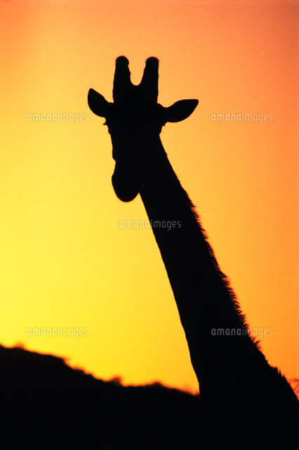 キリンのシルエットと夕陽[28144082878]の写真・イラスト素材｜アマナ