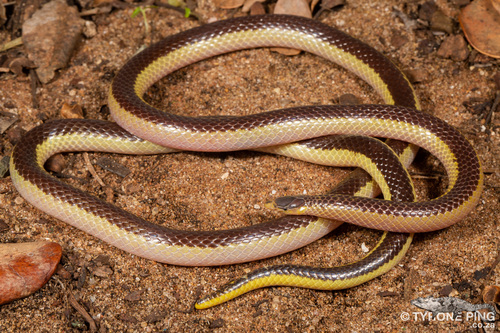 Slender Quill-snouted Snake (Xenocalamus bicolor) · iNaturalist