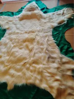 2026年最新】白熊 剥製の人気アイテム - メルカリ