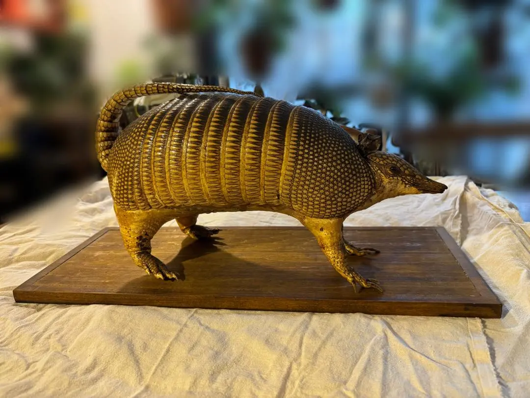 2026年最新】アルマジロ剥製の人気アイテム - メルカリ