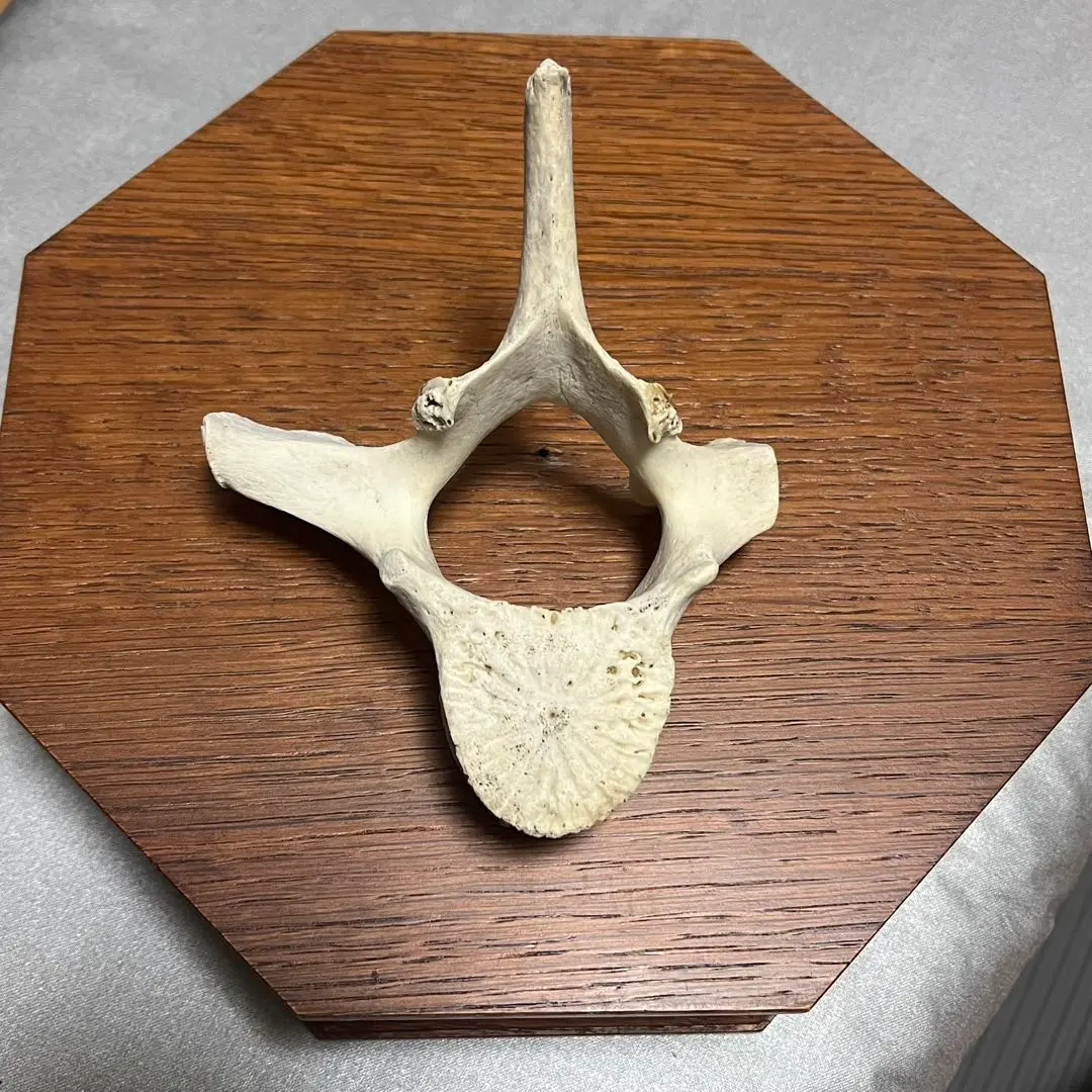 2026年最新】イルカ椎骨の人気アイテム - メルカリ