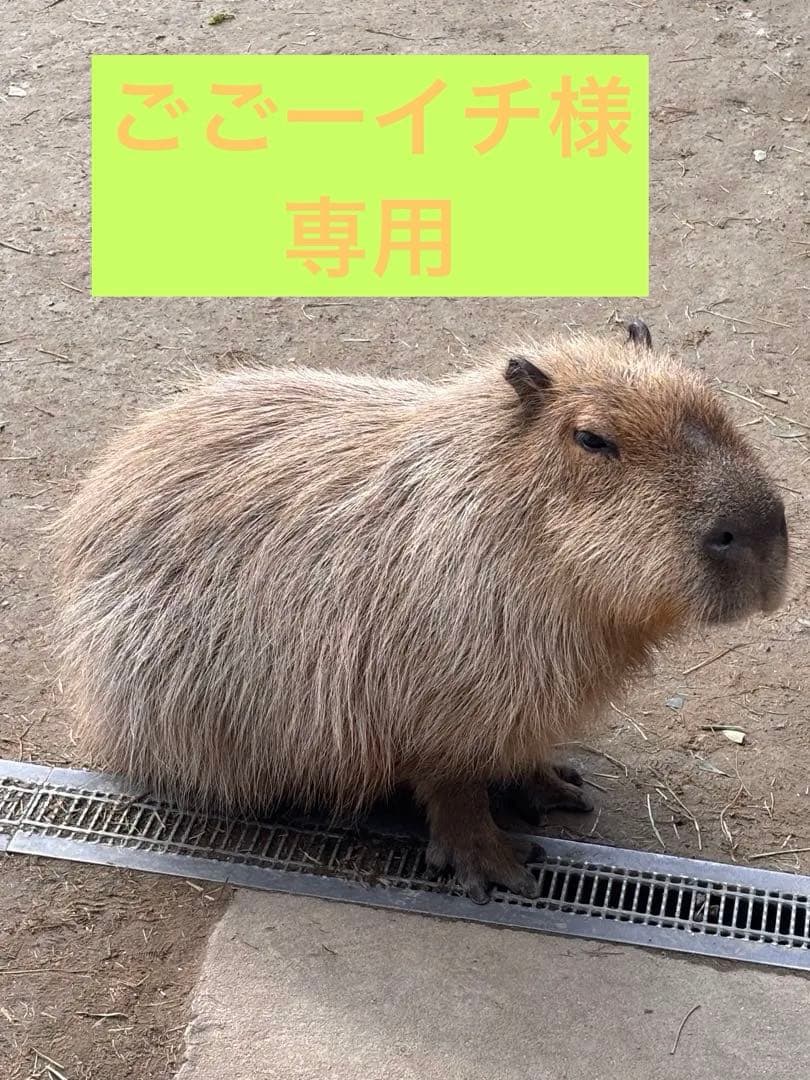 ごごーイチ HiKOKI（ハイコーキ） 【限定特価】ハイコーキ[HiKOKI] 18V-5.0Ah