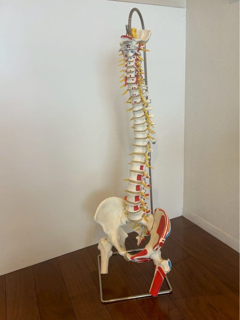 脊柱可動型モデル　3B 美品　スタンド付き