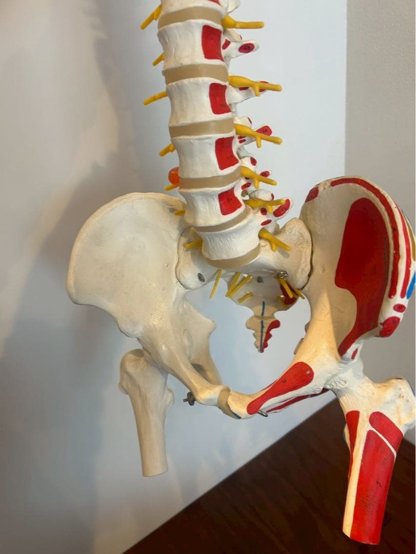 脊柱可動型モデル　3B 美品　スタンド付き