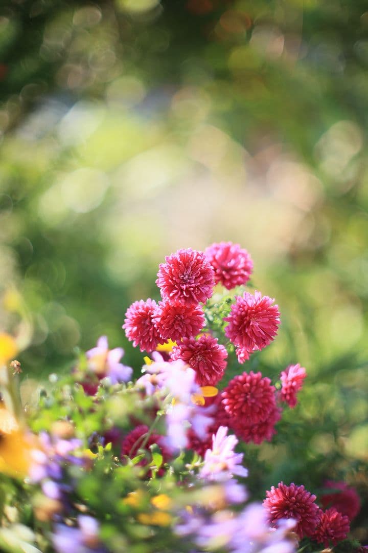 《希少》CANON FL 55mm F1.2 【光学美品】