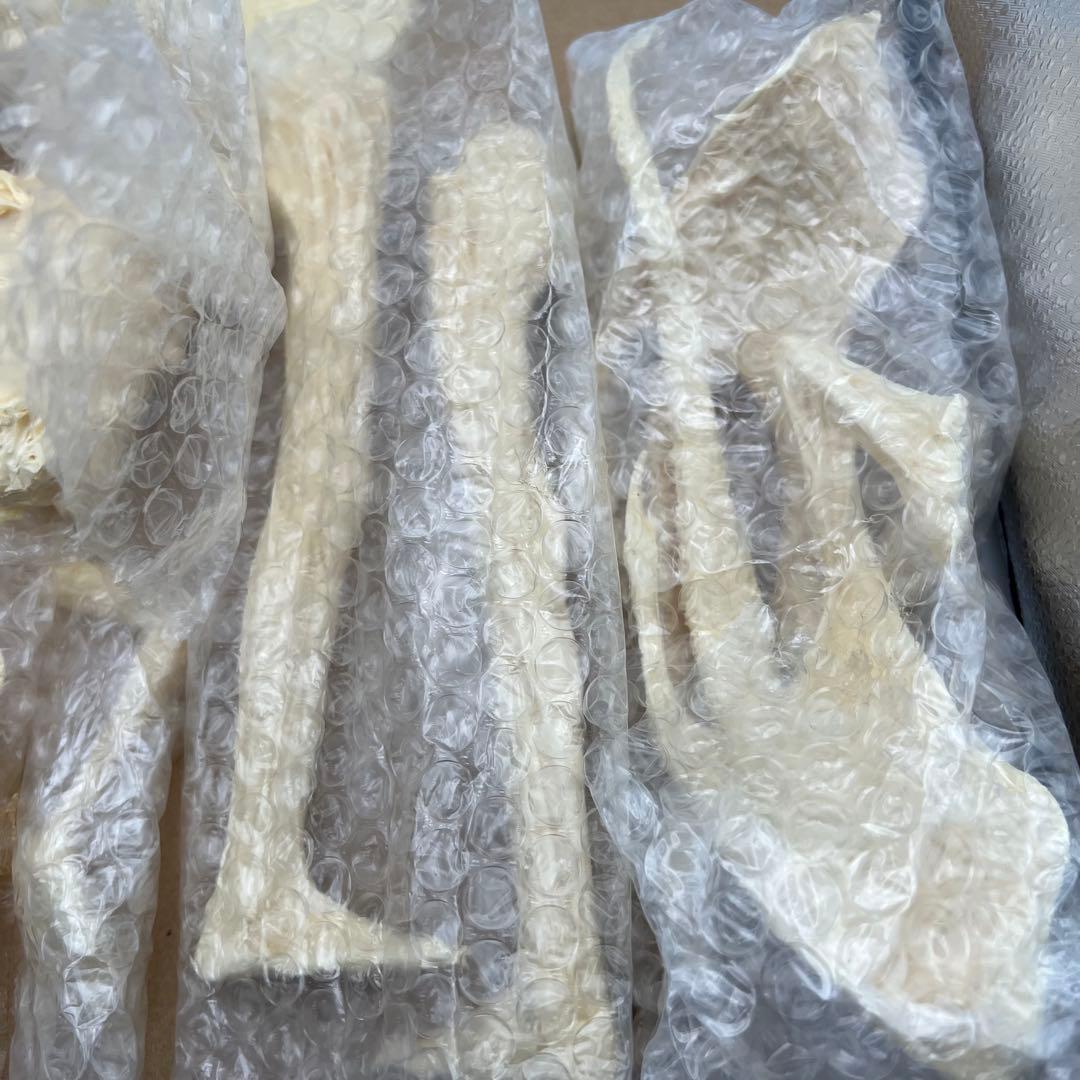 ヘルペインター　ガレージキット　アスタロト　1/6 フィギュア　竹谷隆之