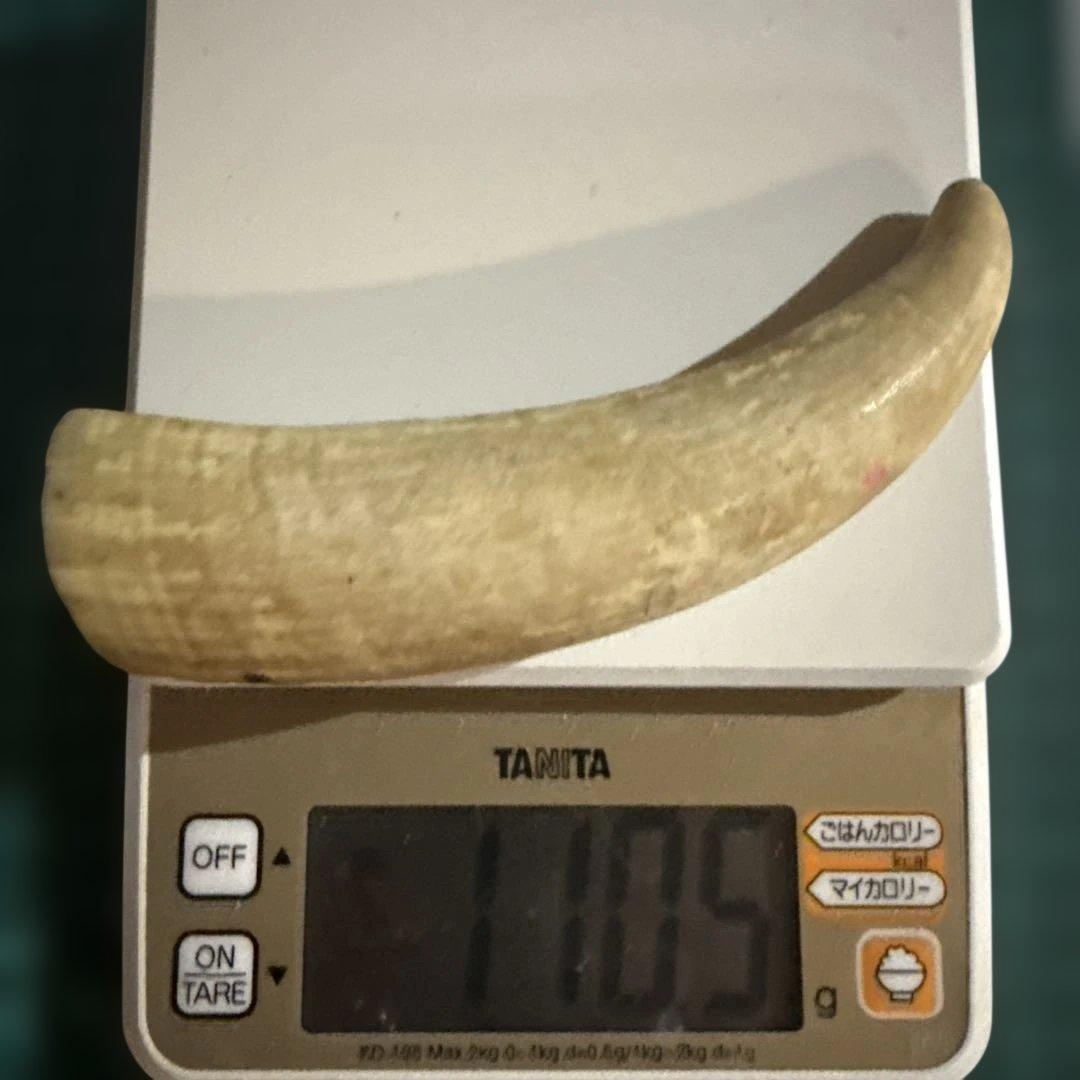 クジラの歯 速報】クジラ、口開けごしごし 和歌山、恒例の歯磨き - YouTube