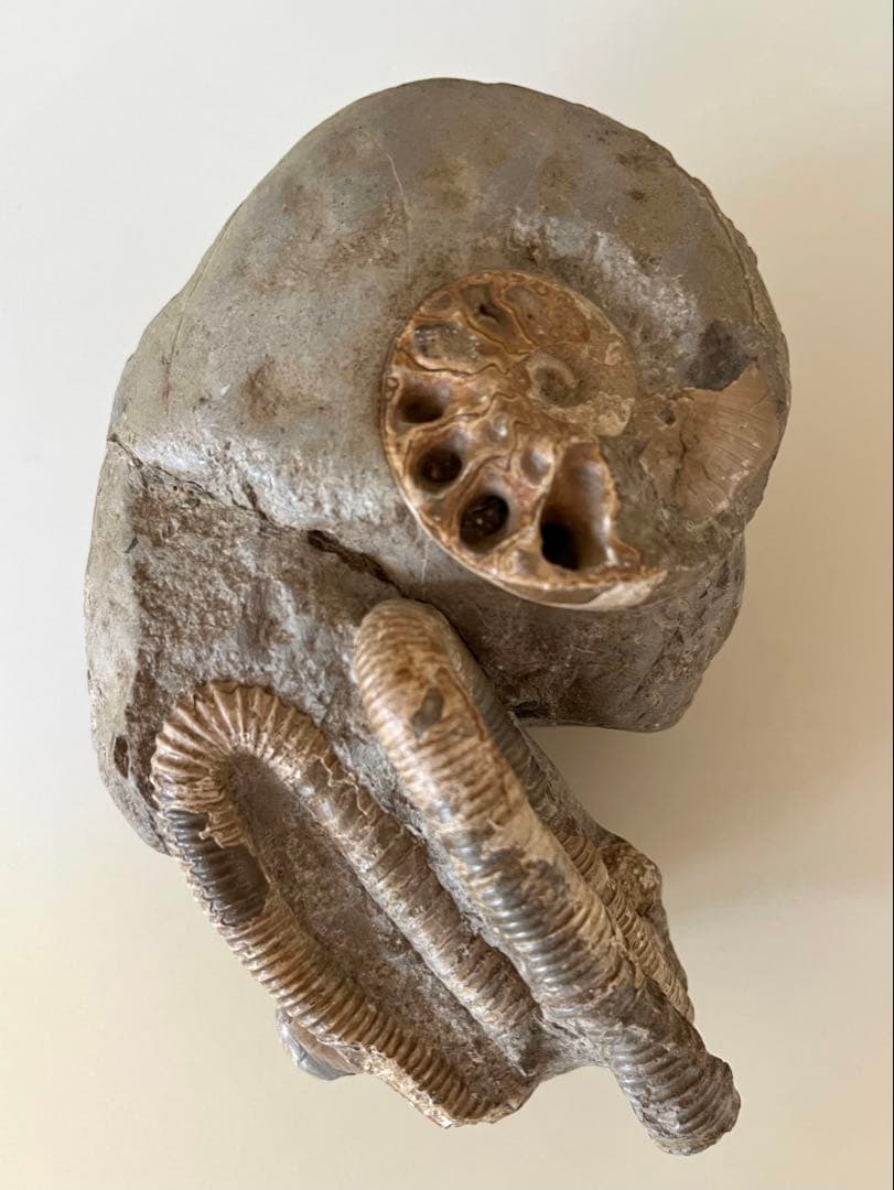 異常巻きアンモナイト化石 異常巻きアンモナイト3D化石図鑑- ホーム