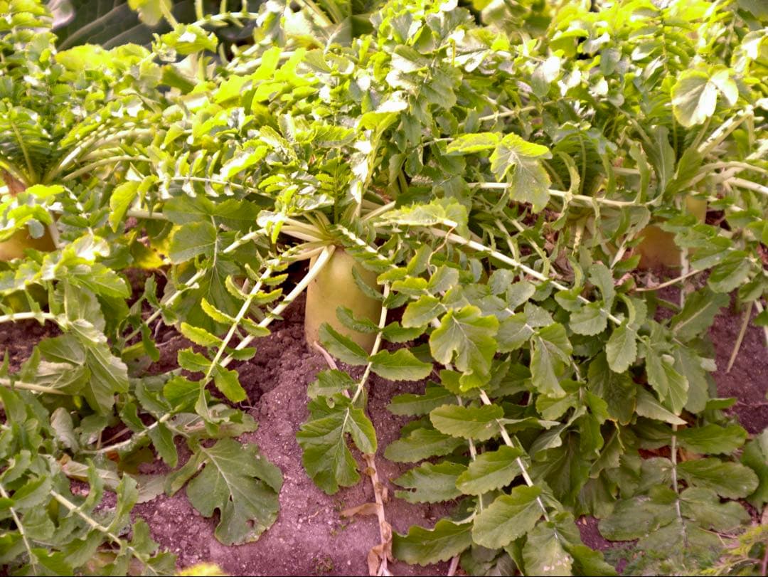 希少❗️業務用レンズFAX-KOWA 1:4.5/112B を改造　日本の興和製