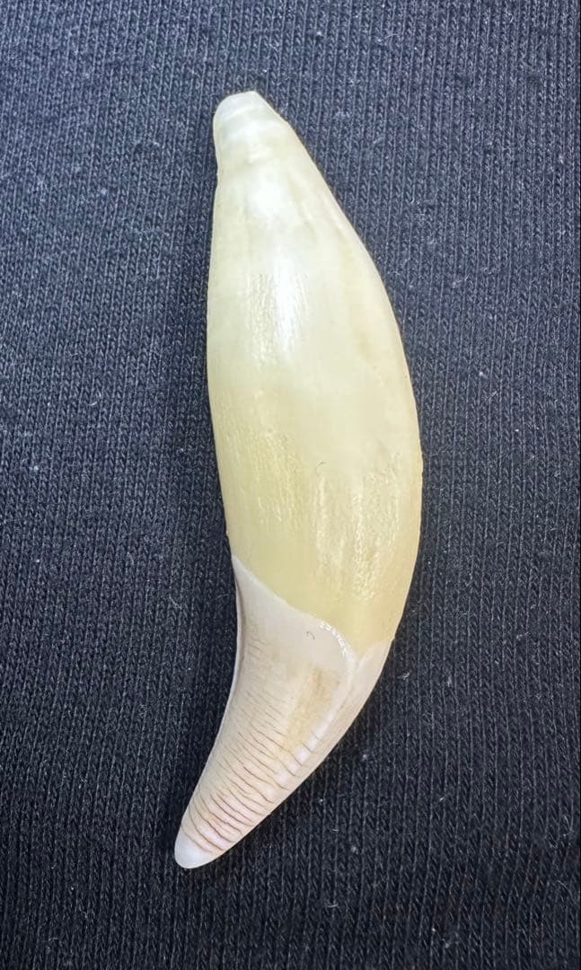 熊牙 牙 キーホルダー ネックレス 謹製 ツキノワグマ牙 ストラップ 希少 魔除け ネックレス アクセサリー