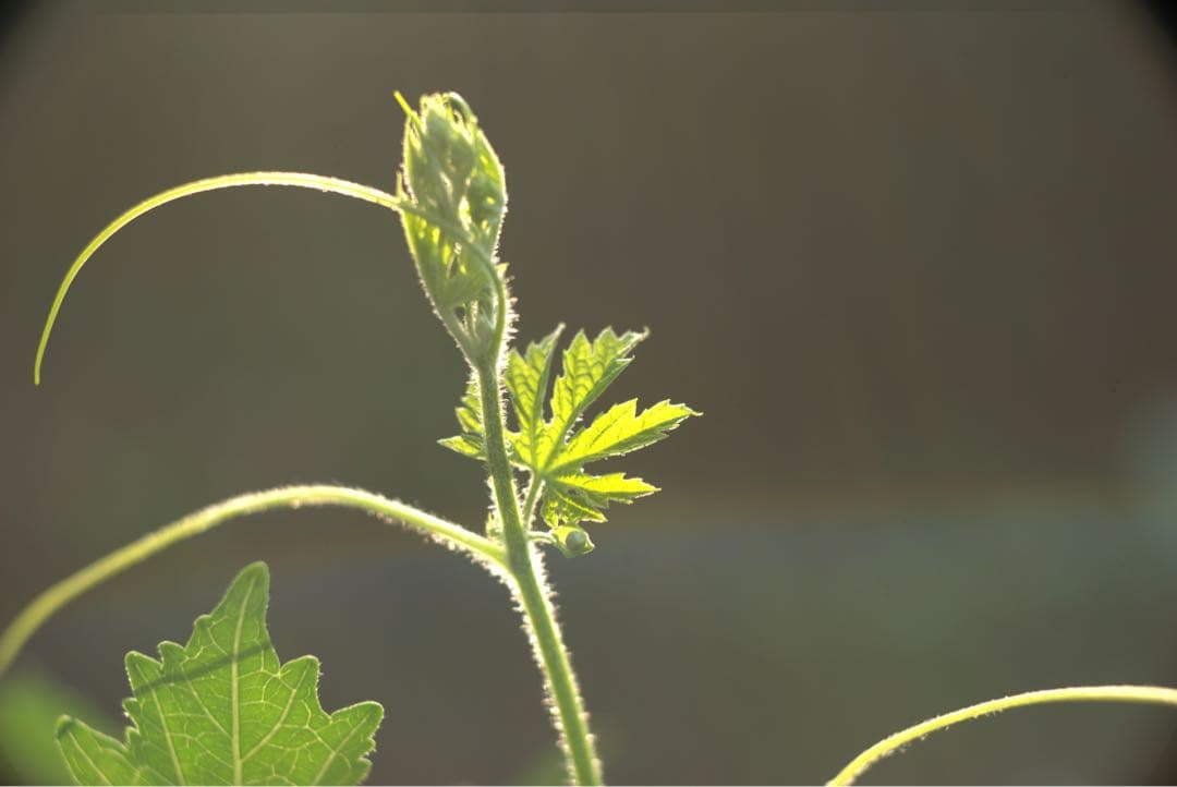 東京光学　Toko 3.5 7.5cm トリプレットの銘レンズ❗️