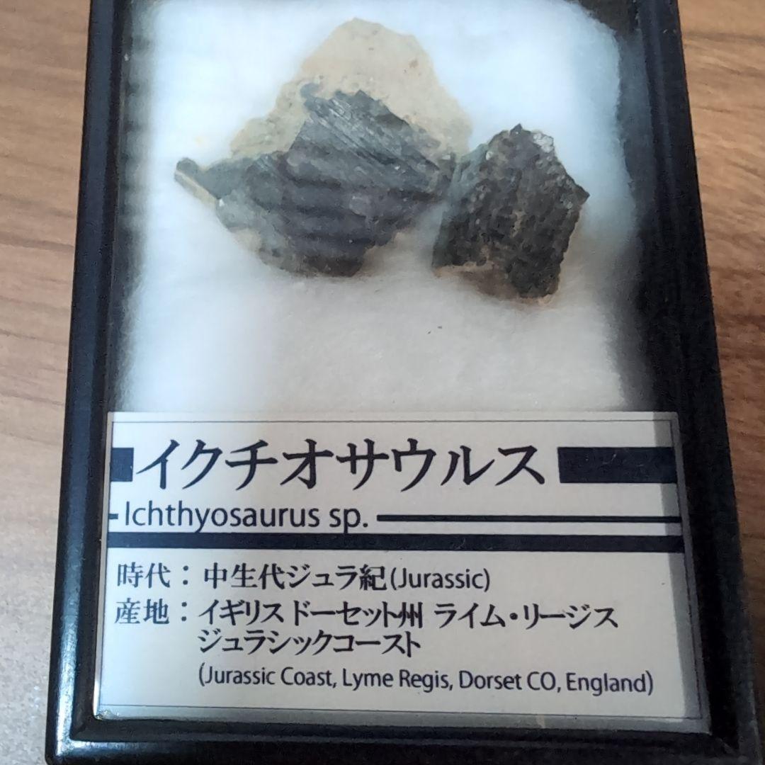 本物　海生爬虫類　イクチオサウルスの頭骨片化石　イギリス　ラベルケース付き イクチオサウルス – バーチャル恐竜館