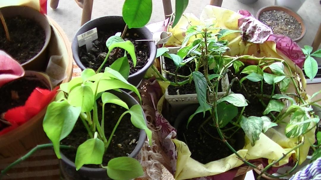 超美品　撮影画像あり　JVC　GZ-HM390　付属品あり　光学40倍