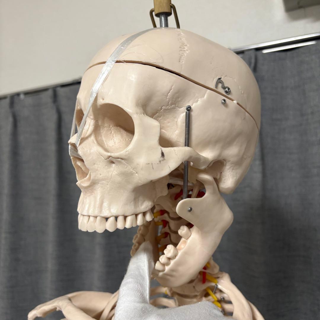 骨模型　全身　等身大　キャスター付　整体院　整骨院