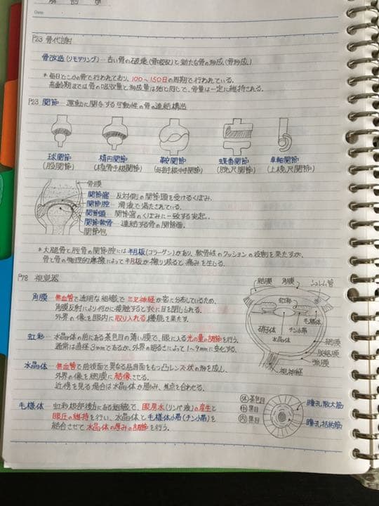 薬剤師国家試験、CBT、薬学部定期試験対策シリーズ【解剖学】まとめ