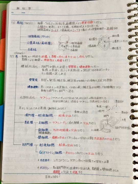 薬剤師国家試験、CBT、薬学部定期試験対策シリーズ【解剖学】まとめ