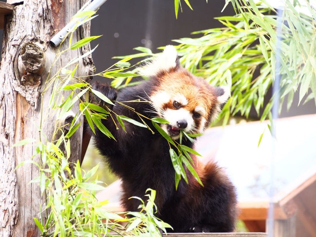 レンズ(ズーム) OLYMPUS 40-150mm f4.0-5.6