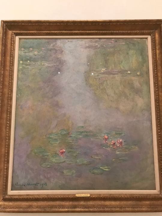 睡蓮 熱帯睡蓮 'ミセスエドワードホイテッカー' | Nympheae immutabilis cv